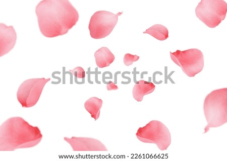 Falling Rose petal, isolated on white background, selective focus Royalty-Free Stock Photo #2261066625