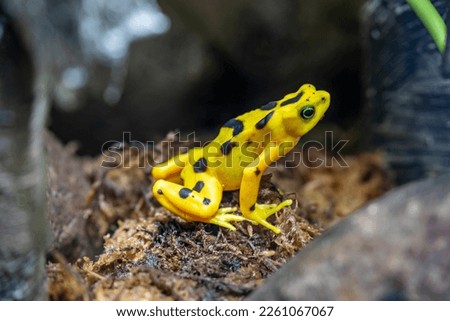 The Panamanian golden frog (Atelopus zeteki) is a species of toad endemic to Panama.
inhabit the streams along the mountainous slopes of the Cordilleran cloud forests of west-central Panama. Royalty-Free Stock Photo #2261067067