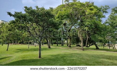 Forest with many trees, Flamengo, RJ