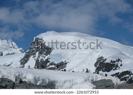 penguin colonies on the top of antarctic snowy ice cold mountain resting in wide shot landscape in blue clear sky in antarctica with icebergs and glaciers in the background