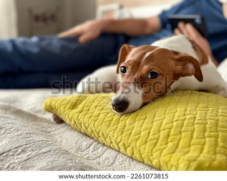 Jack Russell Terrier lies on the bed, the owner is in the background. A man looks at his phone while his dog lies quietly next to him.