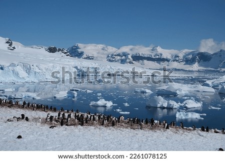 Antarctica penguin colonies in penguin highways with snowy alps iceberg glacier antarctic snow background with ocea and sea view lying in rocky landscape mix of chinstrap and adeli penguins in blue 