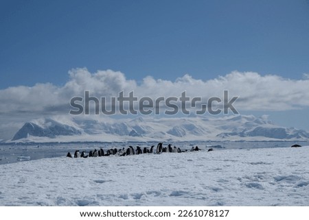 Antarctica penguin colonies in penguin highways with snowy alps iceberg glacier antarctic snow background with ocea and sea view lying in rocky landscape mix of chinstrap and adeli penguins in blue 
