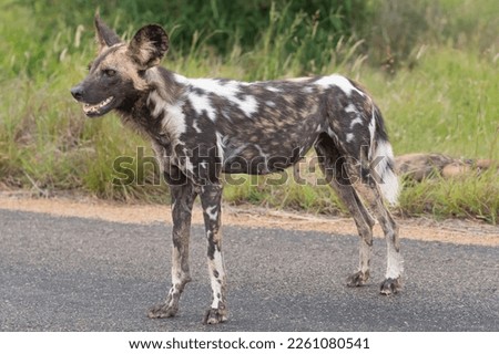African wild dog - Lycaon pictus - on road with green vegetation in background. Photo Kruger National Park in South Africa