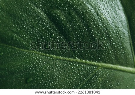 monstera leaf with water drops close-up. macro photo monstera