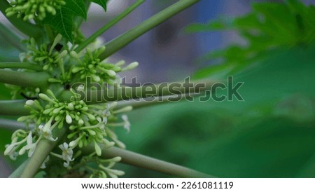 Papaya tree with pistils and flowers in white and green colors, in Belo Laut village during the day