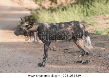 African wild dog - Lycaon pictus - on road with green vegetation in background. Photo Kruger National Park in South Africa