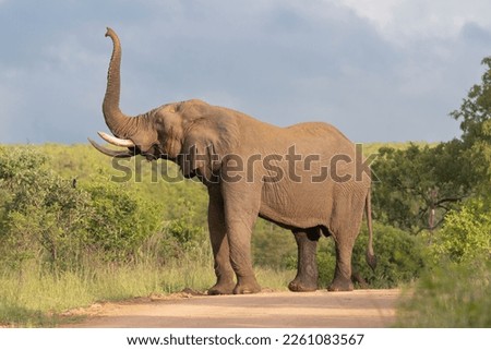African bush elephant or african savanna elephant, bull - Loxodonta africana on road with raised trunk with green vegetation and sky in background. Photo from Kruger National Park in Kruger.