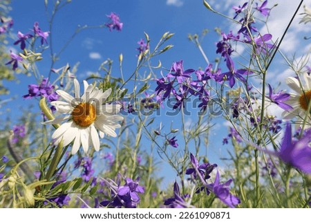 Picturesque view of a blooming meadow with different summer wild flowers. 
Many different flowers and plants create a unique picture of joy and tranquility.
