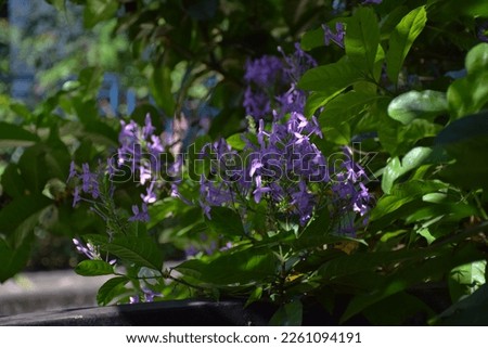Purple petals of Blue sage, Violet ixora, bouquet of flowers with shade of light under green leaves, in potted plant, Homes Gardens, Tropical, Bangkok, Thailand

