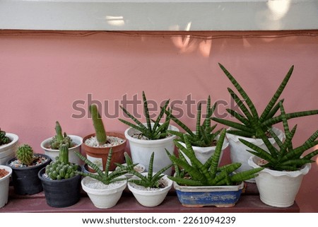cactus  in potted plant, Homes Gardens, Tropical, Bangkok, Thailand