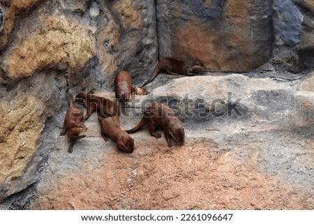 small clawed beavers are clustered on the rocks