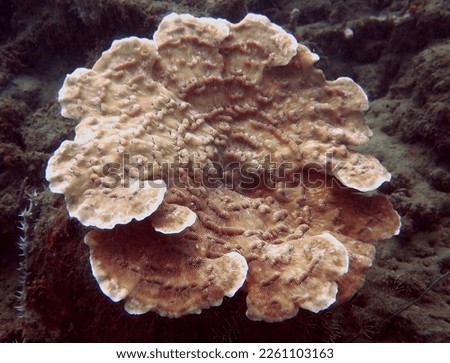 Montipora is a genus of Scleractinian corals in the phylum Cnidaria. Montipora is the second most species rich coral genus after Acropora.                               