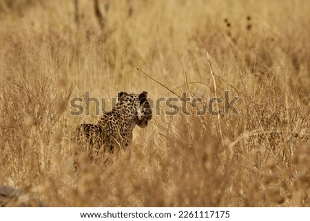 Leopard looking for a prey