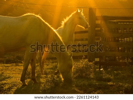horse silhouettes at sunset, animal farm 