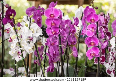 Purple and withe orchids. Orchid flowers. Cattleya. Garden full of orchids. Royalty-Free Stock Photo #2261129189