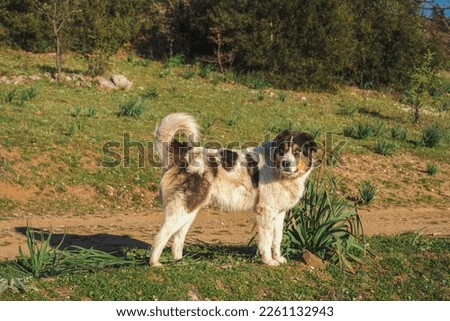 Portrait of a Greek Shepherd dog. The Greek Shepherd or Sheepdog is a Greek livestock guardian dog that has been bred for centuries for guarding livestock in the mountainous regions of the country. Royalty-Free Stock Photo #2261132943