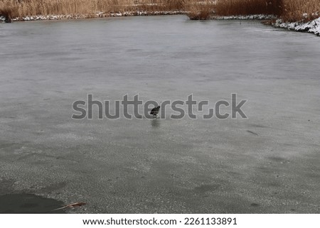 Ducks on the mogan lake in winter season