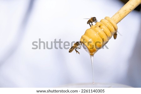 A bee on a honey stick collects honey close-up on a white background. Beekeeping, healthy food. Royalty-Free Stock Photo #2261140305