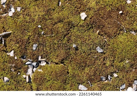 moss. bright yellow-green moss, in the forest. natural autumn background. stones lie on moss, in the sun, on a summer or spring day. old autumn moss green background for text. Close-up Royalty-Free Stock Photo #2261140465