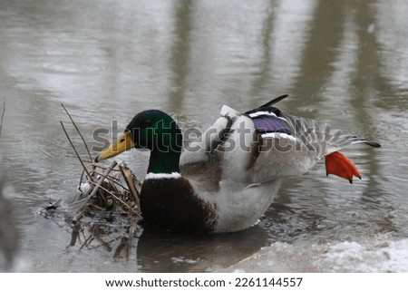 wild duck on the river in winter 