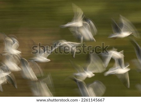 A slow shutter motion blur photograph of Black-headed gulls flying at Tubli bay, Bahrain