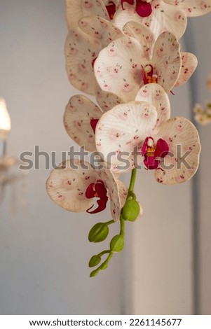 Orchid plants and flowers are great for science backgrounds and pictures