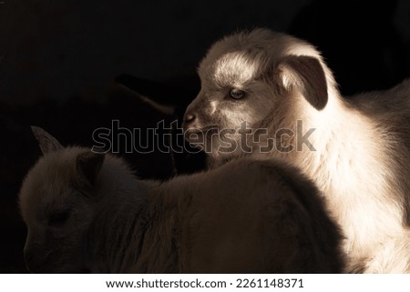 Adorable Baby Goat Kids in Action: Unique Stock Photos for Your Next Creative Project