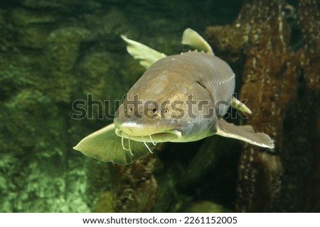  Sturgeon fish (kaluga, beluga) swim at the bottom of the aquarium. Fish underwater. Royalty-Free Stock Photo #2261152005