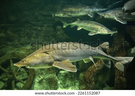  Sturgeon fish (kaluga, beluga) swim at the bottom of the aquarium. Fish underwater. Royalty-Free Stock Photo #2261152087
