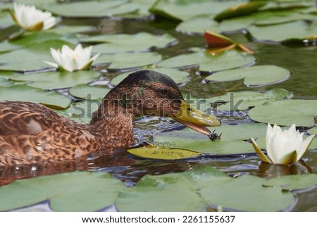 Inhabitant of Ollilanlampi pond is duck: duck hunts and eats big insect in water lily pond.
