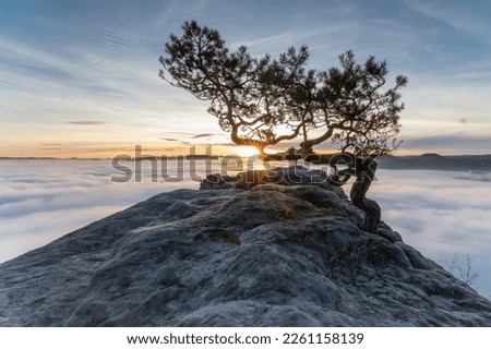 Pine tree above the clouds in the morning
