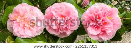 Camellia flowers in full bloom banner