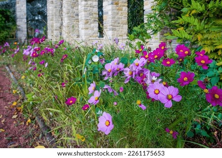 Cosmos bipinnatus (garden cosmos) or Mexican aster,  native to the Americas inNordpark of Dusseldorf.   Sunny day in October 27 in North Rhine Westphalia Royalty-Free Stock Photo #2261175653