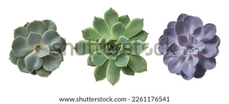 three different succulents echeveria plants without pots isolated over a transparent background, natural interior or garden design elements, top view, flat lay	 Royalty-Free Stock Photo #2261176541