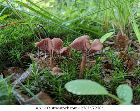 assorted pics of wild fungus