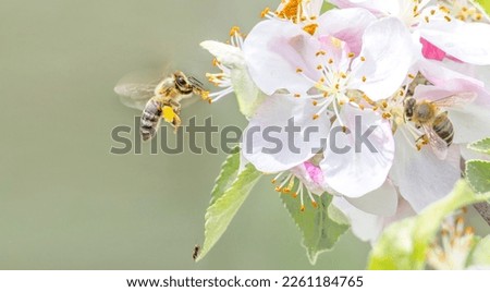 Flying honey bee collecting bee pollen from apple blossom. Bee collecting honey. Royalty-Free Stock Photo #2261184765