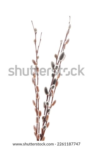 Spring willow branches isolated on a white background.