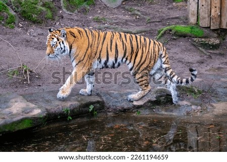 The big wild tiger walks by the water in the jungle