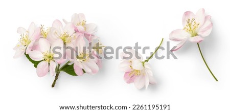 set of cherry flowers in full bloom, symbol for spring, design elements isolated over a transparent background, top view for your flatlays and scenes - perfect for spring weddings	