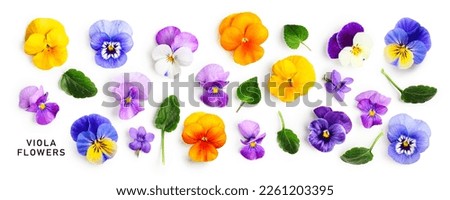 Viola pansy flower banner. Colorful spring flowers and leaves collection isolated on white background. Creative layout. Floral design element. Springtime and easter concept. Top view, flat lay  Royalty-Free Stock Photo #2261203395