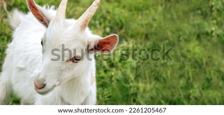White goat, looking into camera, against background of green grass, close-up portrait, copy space, banner