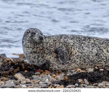 Camouflaged seals basking on the shore in the sunshine on the coast in ``Scotland 