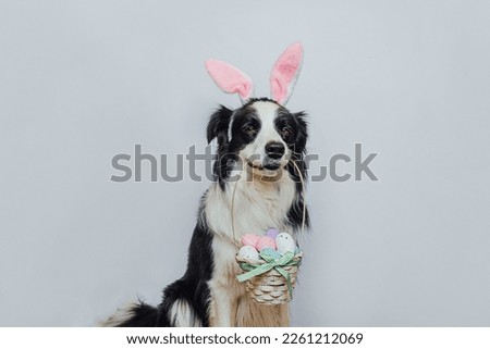 Happy Easter concept. Preparation for holiday. Cute puppy dog border collie wearing bunny ears holding basket with Easter colorful eggs in mouth isolated on white background. Spring greeting card