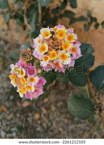 a photo picture of home garden plants flowers