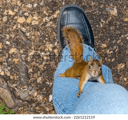 A small red squirrel climbing up a person's leg. View is from directly above looking down. Squirrel is looking at camera.