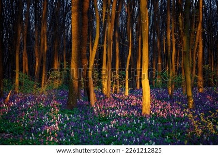 Picturesque forest at sunset is covered with Corydalis cava flowers and illuminated trunks. Location Ukraine, Europe. Selective focus. Template floral background. Photo wallpaper. Beauty of earth.