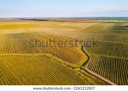 Bird's eye view of fruit garden with even rows of fruit trees on a sunny day. Agronomy region of Ukraine, Europe. Aerial photography, drone shot. Concept of agrarian industry. Beauty of earth.