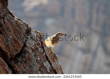 A Pond Heron Sitting on a Rock.