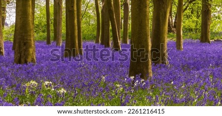 Bright sunlight streams through bluebell woods with deep blue purple flowers under a bright green beech canopy
